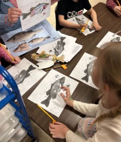 Stem and vine trout project