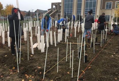 mercyhurst tiny forest