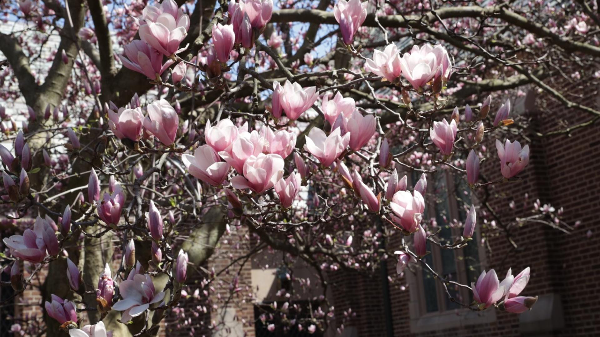 magnolia blossoms