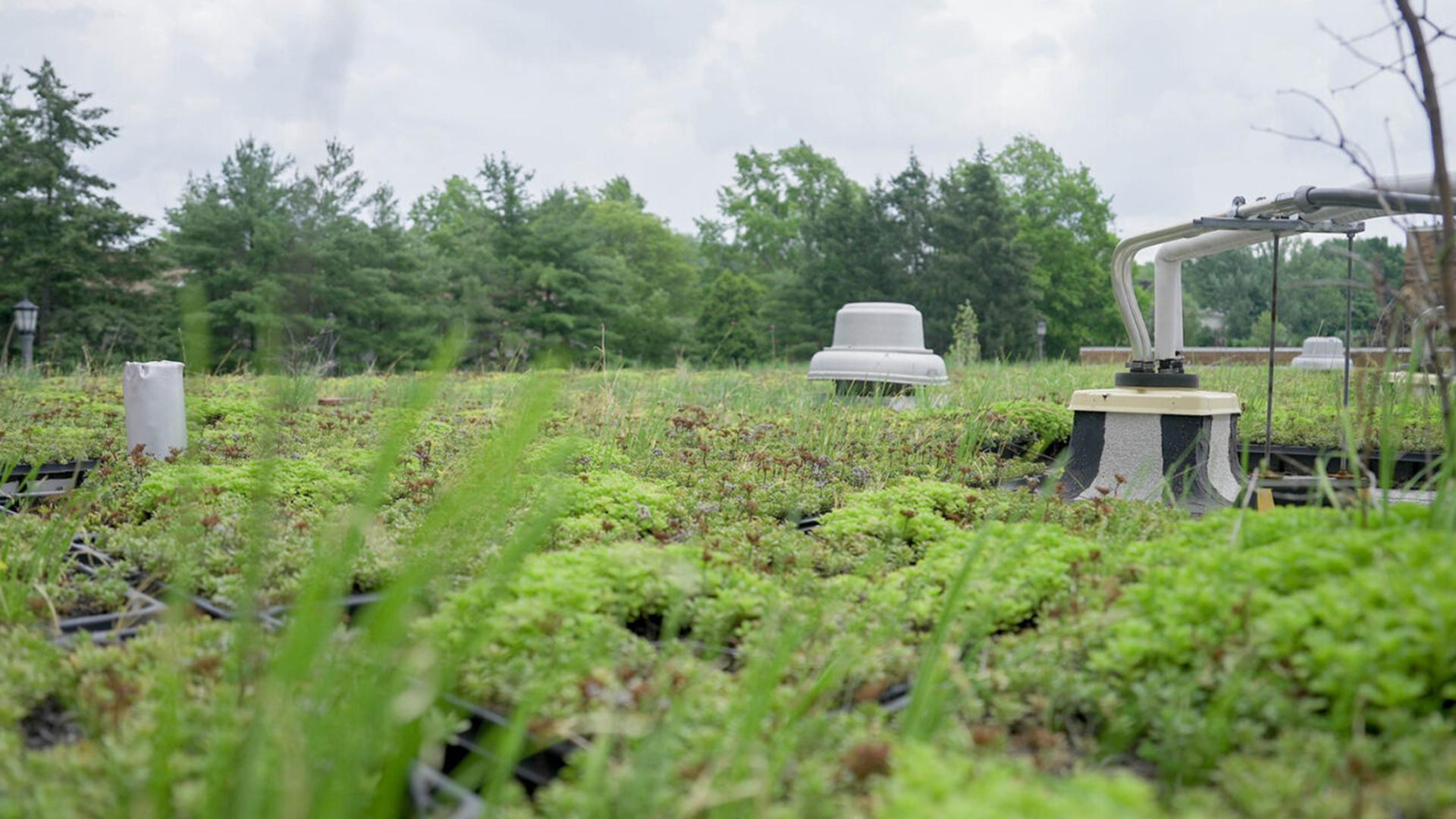 Class of 2010's Senior Class gift, the Green Roof