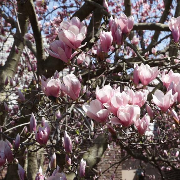 magnolia blossoms