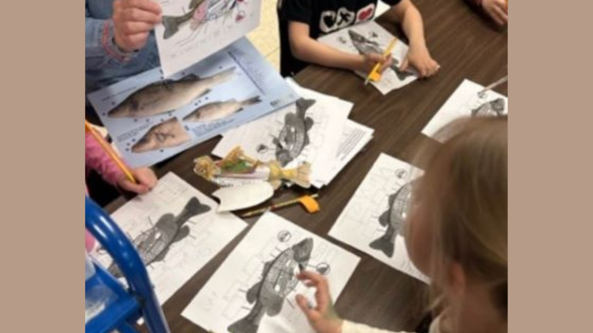 Stem and vine trout project