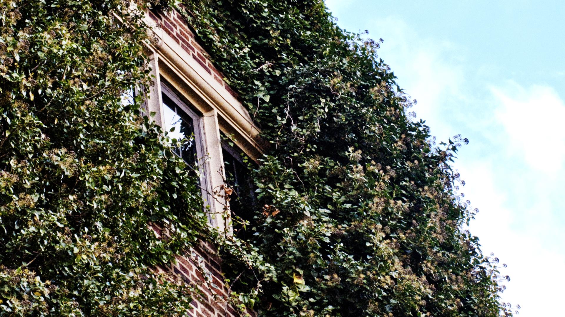 Ivy wall with window