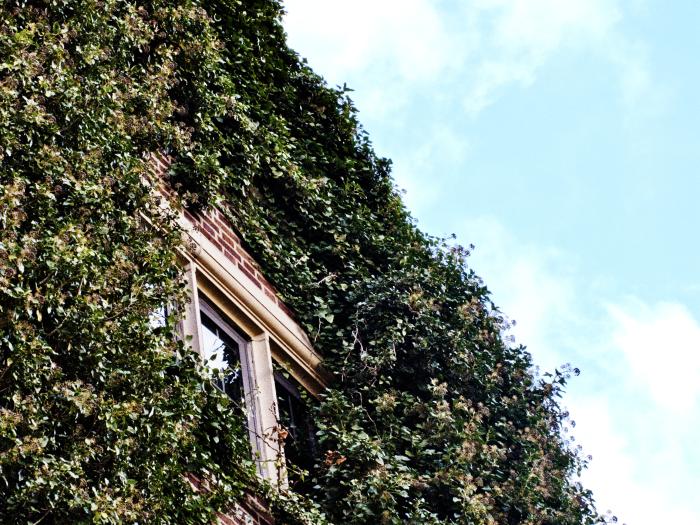 Ivy wall