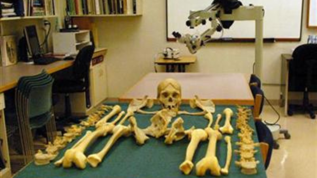 a pile of bones on a table in a lab