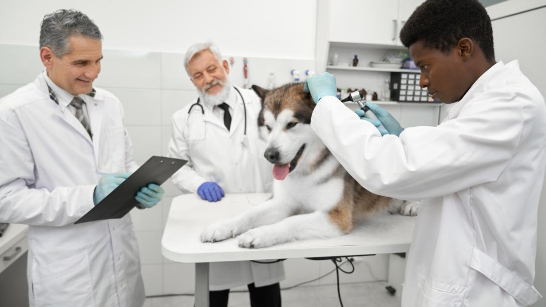 male student and professors perform animal examination