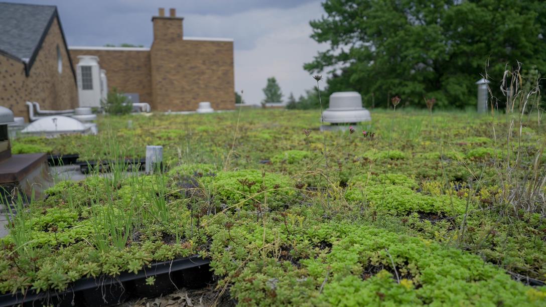 Green Roof of Zurn